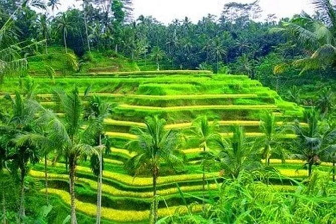 Ubud: Holy Water Temple, Volcano View, Rice Terrace, MonkeyForest - A Balanced Look at a Day in Ubud: Temples, Rice Terraces, and Cultural Highlights