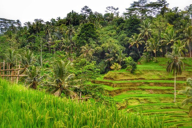 Ubud Kintamani Private Tour - Value for Money
