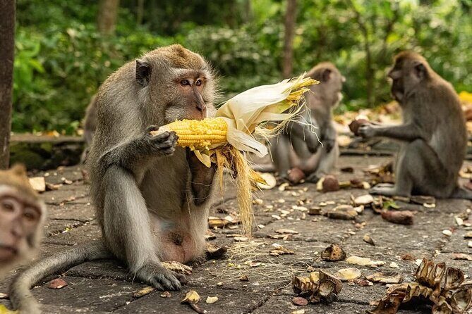 Ubud Monkey Forest - Rice Terrace - Jungle Swing - Water Temple - An in-Depth Look at Your Bali Day Trip