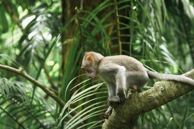 Ubud Monkey Forest, Scenic Rice Terrace with Swing and Waterfall - The Experience on the Ground: What to Expect