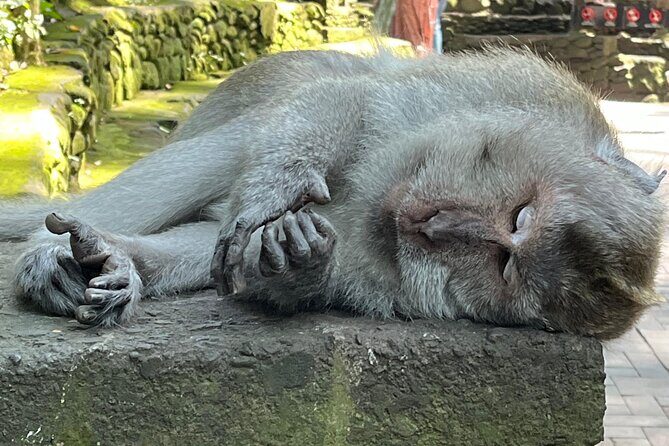 Ubud Private Nature and Temple Tour - Authentic Experiences That Travelers Rave About