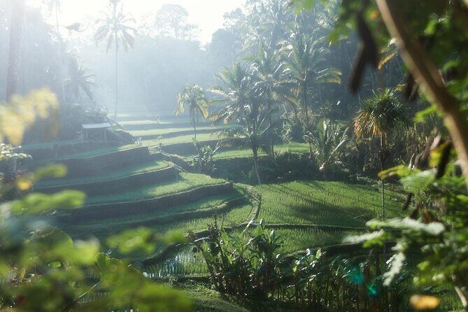 Ubud Private Tour - Waterfalls, Water Temple & Rice Terraces - FAQ