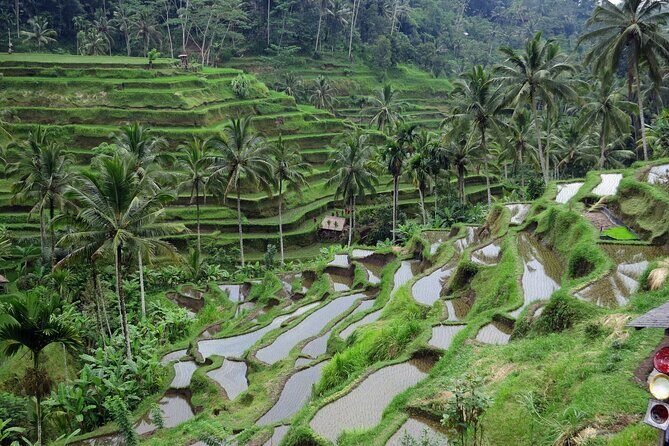 Ubud private tours - Who Will Love This Tour?