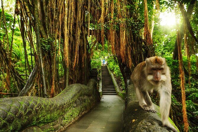 Ubud Skip the line Monkey Forest Sanctuary Ticket and Guided Tour - Key Points
