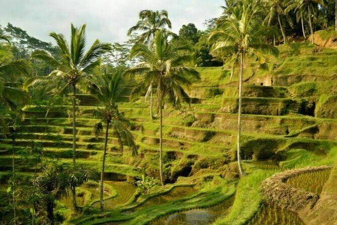 UBUD Spring Temple, Waterfall, Rice Terraces Private Tour - What We Love About This Tour