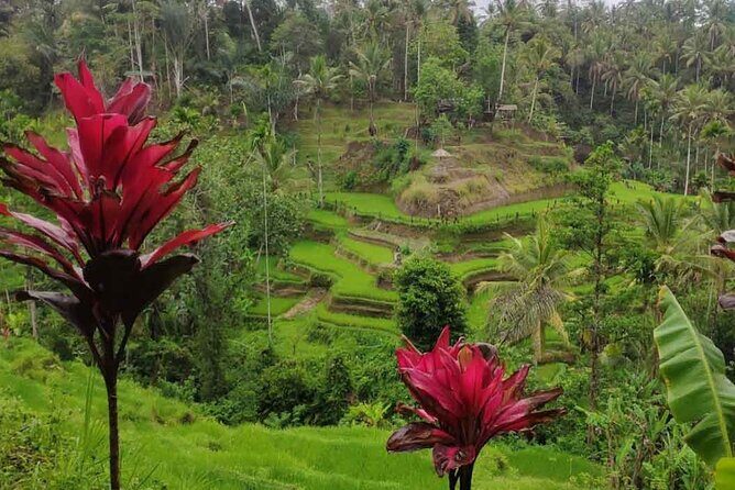 UBUD Spring Temple, Waterfall, Rice Terraces Private Tour - Final Thoughts
