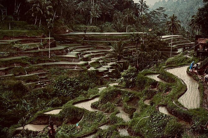 Ubud Top Tours to Discover Balis Cultural and Natural Wonders - An In-Depth Look at the Ubud Private Tour