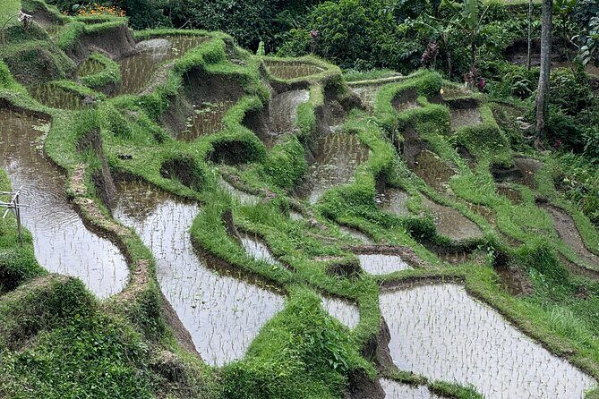 Ubud Top Tours to Discover Balis Cultural and Natural Wonders - The Sum Up: Is It Worth It?