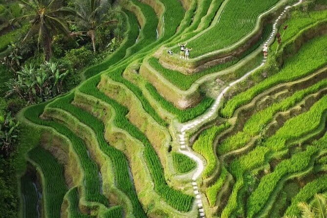 Ubud Tour: Monkey Forest, Rice Terrace, Waterfall, Water Temple - Ubud Tour: Monkey Forest, Rice Terrace, Waterfall, Water Temple — A Complete Guide