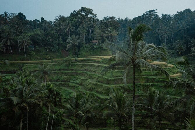 Ubud Tour: Monkey Forest, Rice Terrace, Waterfall, Water Temple - Key Points