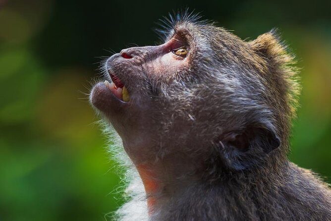 Ubud Village, with Rice Terrace And Waterfall Visit - Who Would Love This Tour?