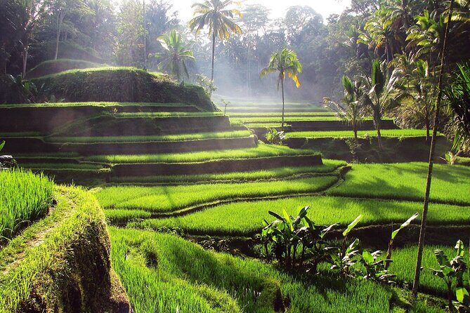 Ubud: Waterfall, Rice Terraces, and Monkey Forest Private Tour - Final Thoughts