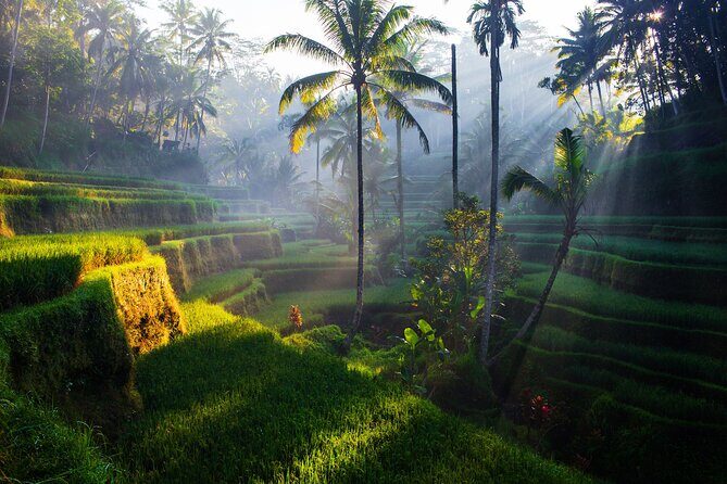 Ubud waterfall, rice terraces, and swing explore - The Sum Up