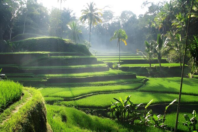 Ubud: Waterfalls, Water Temple & Rice Terraces Private Tour - Exploring Ubud’s Natural and Spiritual Wonders