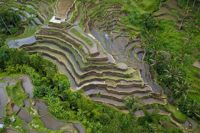 Ubud White Water Rafting, Rice Terrace and Jungle Swing - Who Is This Tour Best Suited For?