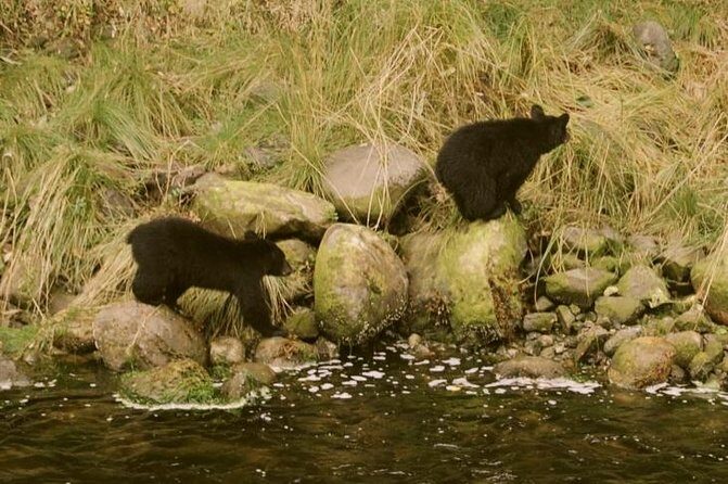 Ucluelet Harbour Tour - Who Should Book This Tour?
