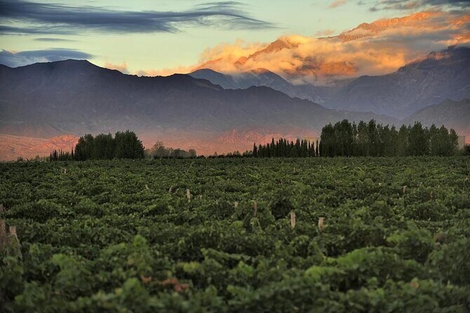 Uco Valley - Altitud Vines - Uco Valley - Altitud Vines: A Practical, Authentic Mendoza Wine Tour