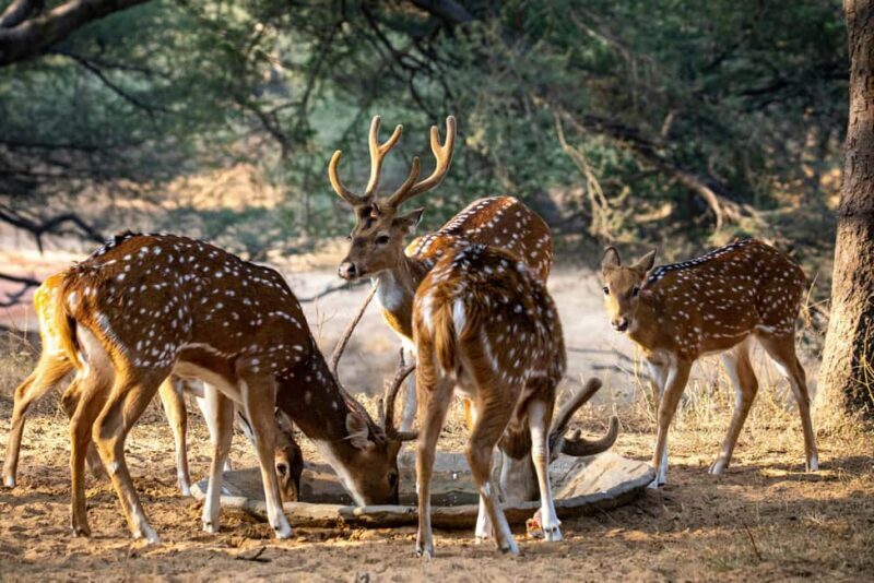Udaipur: Sajjangarh Wildlife Sanctuary Entry Ticket - What makes this experience stand out?