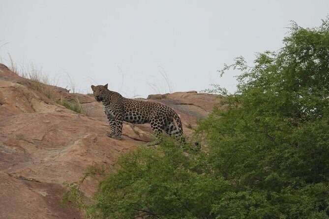 Udaipur to Kumbhalgarh and Ranakpur Day Tour with Wildlife - Who Is This Tour Best For?