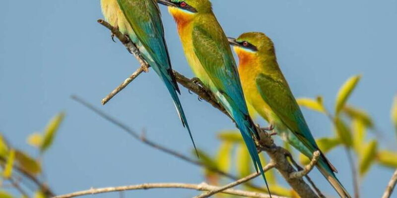 Udawalawa National Park - 4*4 Private Safari Jeep Tour - FAQ