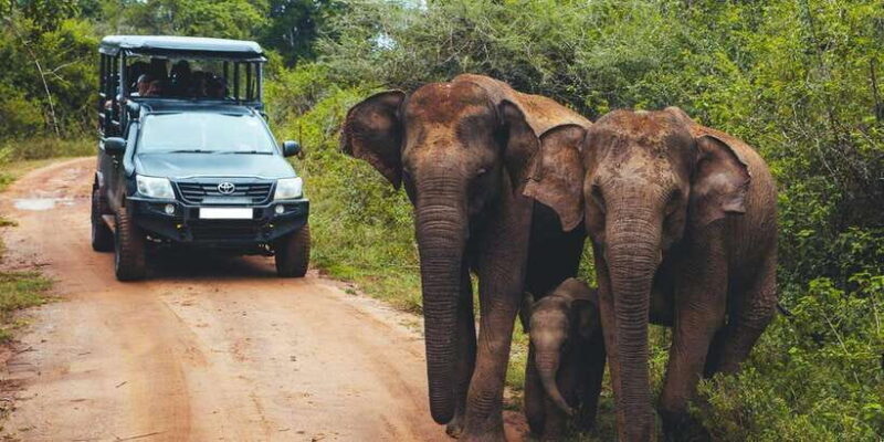 Udawalawa National Park: All-Inclusive Private Day Tour - Value and Practical Considerations