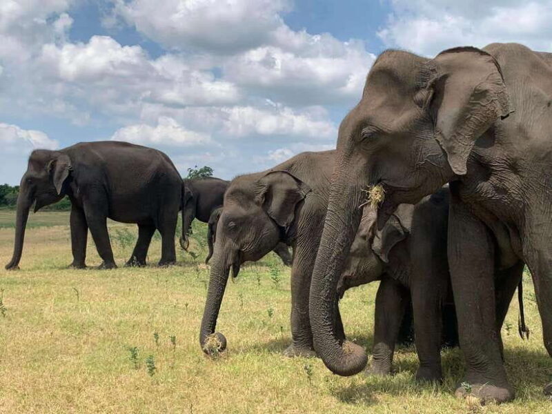 Udawalawa National Park: All Inclusive Safari Day Tour - A Practical Guide to Udawalawa’s Safari Adventure