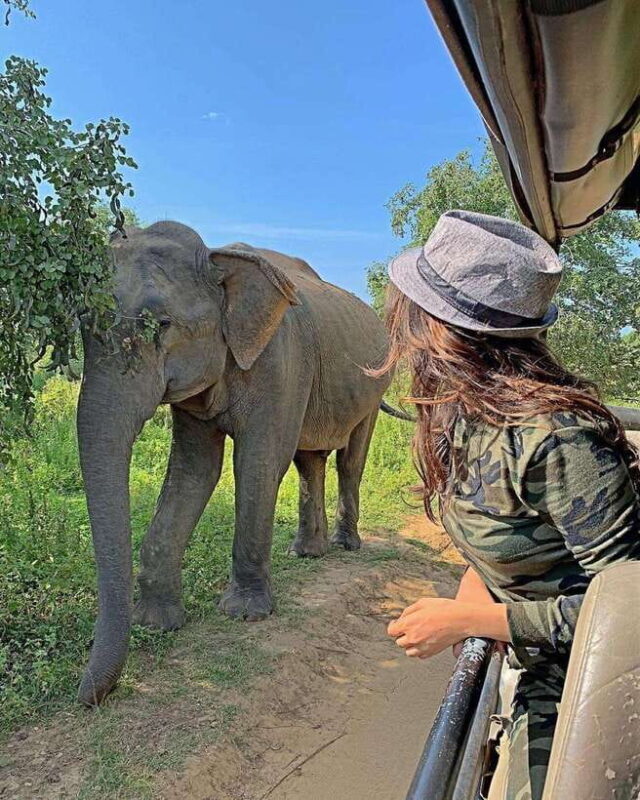 Udawalawa National Park: All Inclusive Safari Day Tour - The Sum Up