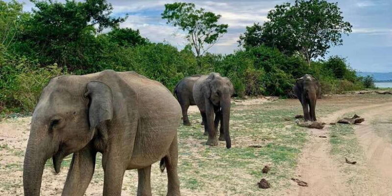 Udawalawa National Park: Morning Afternoon Safari - Key Points