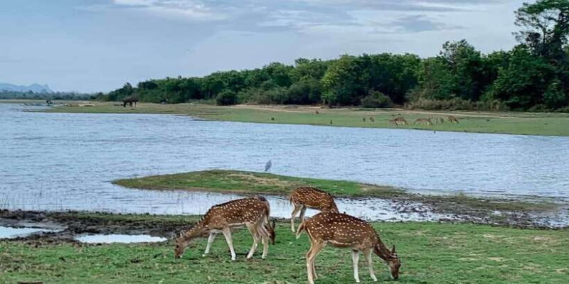 Udawalawa National Park: Morning Afternoon Safari - What to Expect on Your Udawalawa Safari