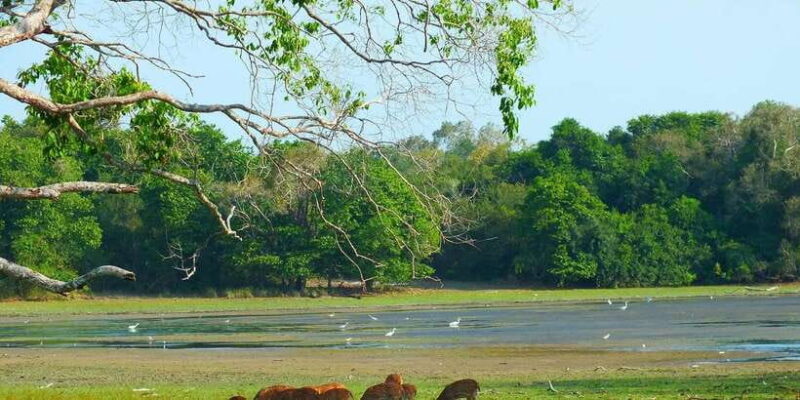 Udawalawa National Park: Morning Afternoon Safari - Who Will Love This Tour?