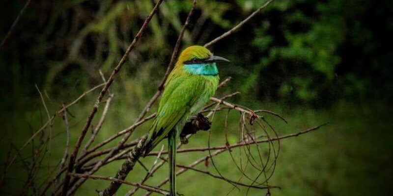 Udawalawa National Park: Morning Afternoon Safari - FAQ
