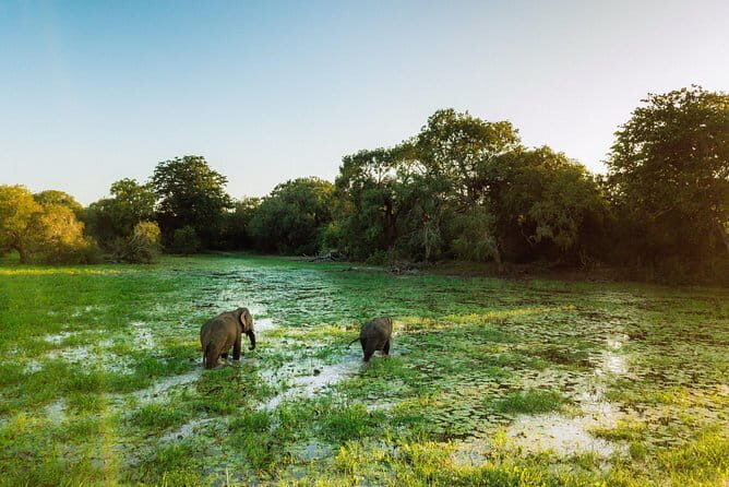 Udawalawa National Park & Orphanage Visit from Hambantota Port - A Closer Look at the Udawalawe Safari Experience