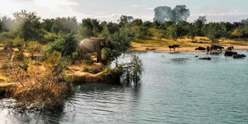 Udawalawa National Park: Private Safari - An In-Depth Look at Your Udawalawa Safari Adventure