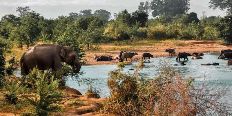 Udawalawa National Park: Private Safari - Final Thoughts