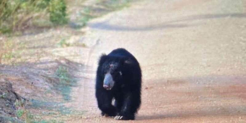 Udawalawa National Park Safari & Elephant Transit Home Tour - The Sum Up