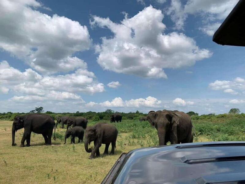 Udawalawa National Park: Safari & Elephant Transit Home Tour - The Potential Drawbacks
