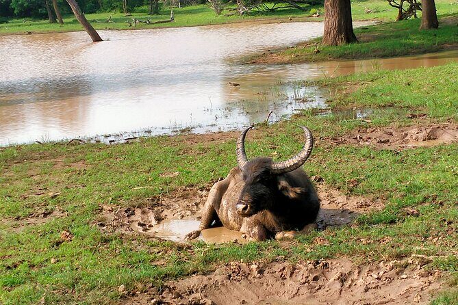 Udawalawa National Park Safari trip from Hikkaduwa/Galle/Weligama - Final Thoughts