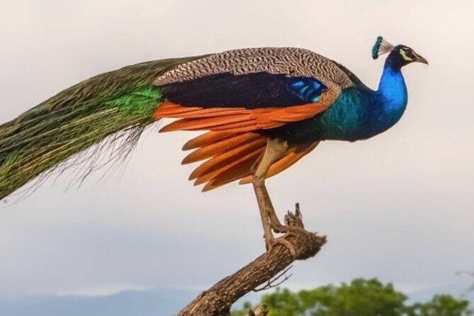 Udawalawa Safari Drive From Galle, Weligama, Mirissa & Dickwella - The Sum Up: Is It Worth It?