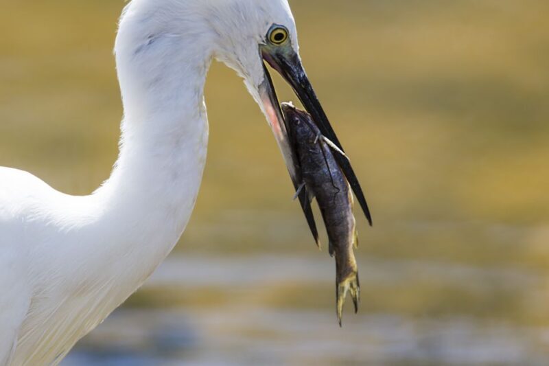 Udawalawa: Udawalawa National Park Safari Tour - Who Should Consider This Tour?