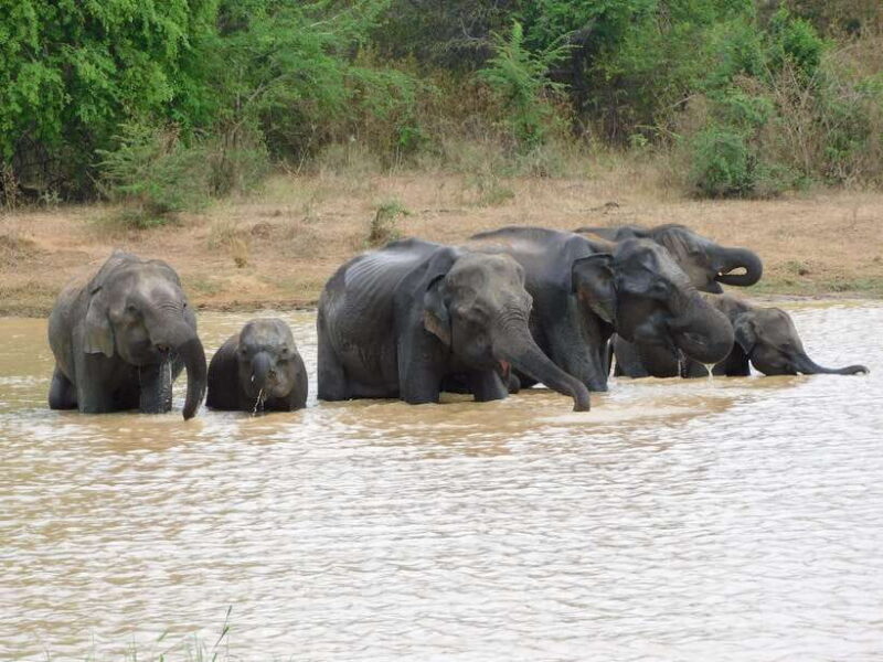 Udawalawe Elephants Safari Tour from Hambantota port - The Experience in Detail