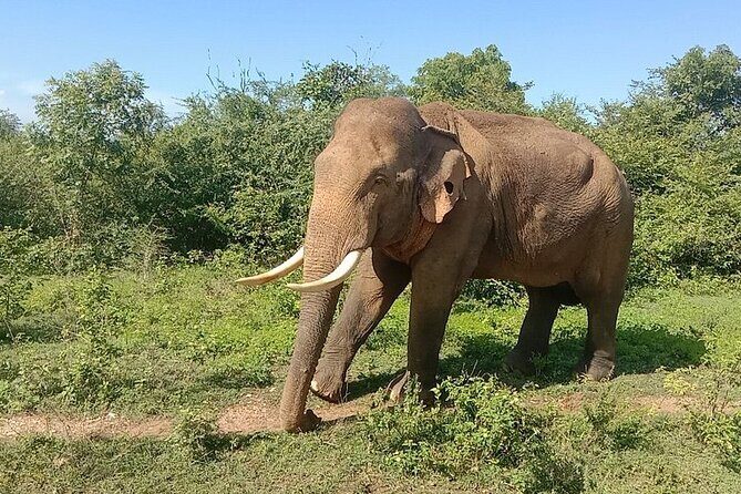 Udawalawe Jeep Safari from Bentota Aluthgama Berawula Area - A Deep Dive Into the Tour Experience