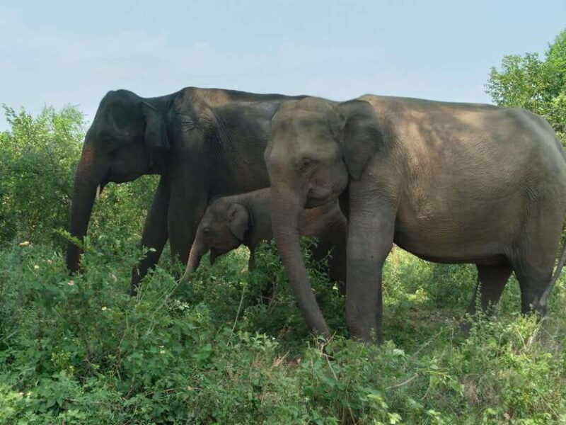 Udawalawe National Park: 4-Hour Safari Tour - Key Points