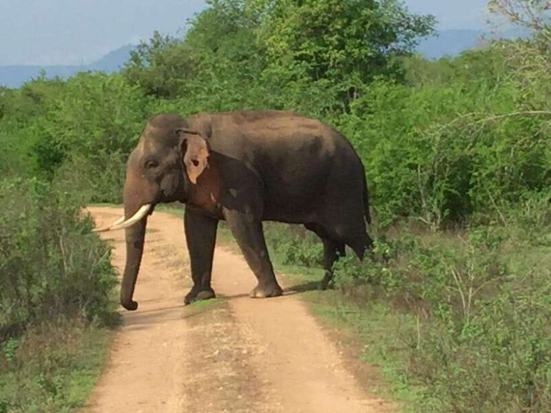 Udawalawe National Park: 4-Hour Safari Tour - FAQ