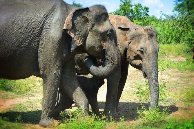 Udawalawe National Park 6-Hour Private Safari Tour - Key Points