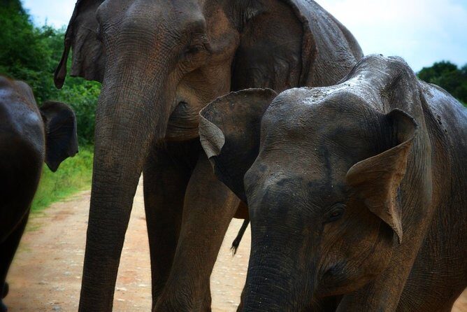 Udawalawe National Park 6-Hour Private Safari Tour - Final Thoughts: Is It Worth It?
