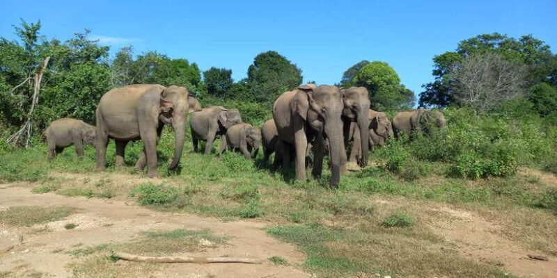 Udawalawe National Park - 7 Hours Private Safari tour - Key Points