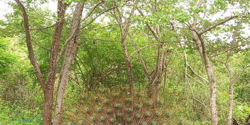 Udawalawe National Park - 7 Hours Private Safari tour - An In-Depth Look at the Udawalawe Safari Experience