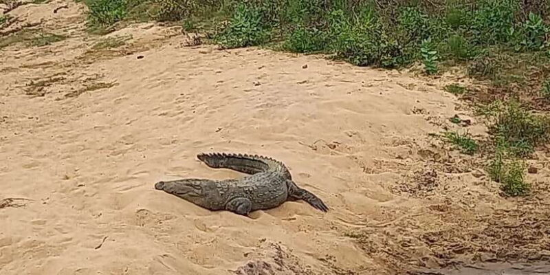 Udawalawe National Park - 7 Hours Private Safari tour - The Highlights: Why This Tour Stands Out