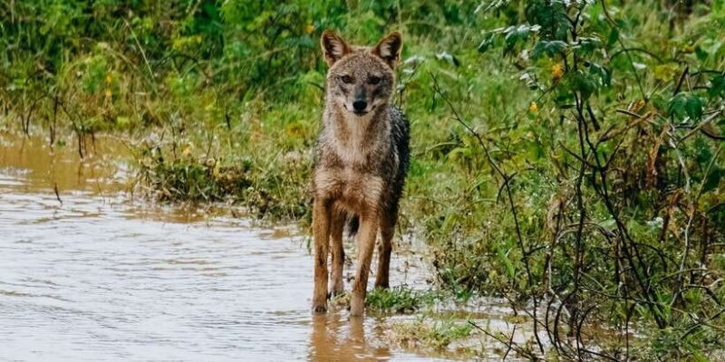 Udawalawe National Park - 7 Hours Private Safari tour - Why This Safari Offers Good Value