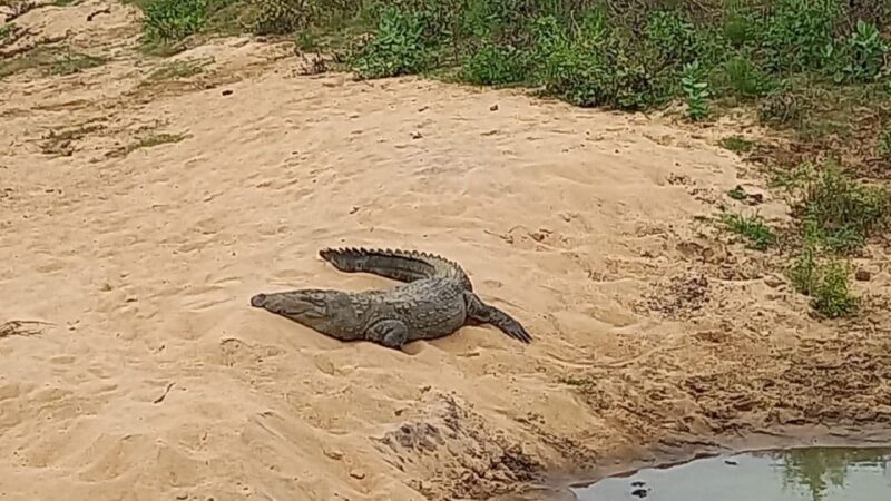 Udawalawe National Park - 7 Hours Private Safari tour - Final Words: The Real Deal for Wildlife Fans
